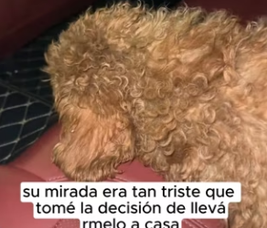 R1002002 He wandered place to place, pleading any creature to take (Part 2)