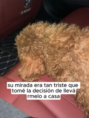 R1002002 He wandered place to place, pleading any creature to take (Part 2)