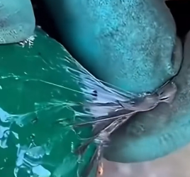 R1002009 Rescuing baby bird (Part 2)