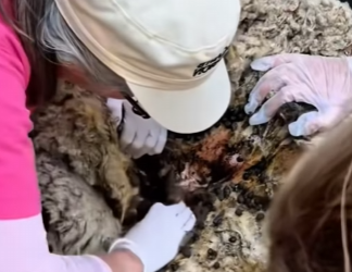 Sweet Blanche when we rescued her three weeks ago (Part 2)