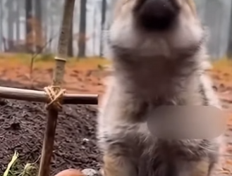 P1302001 Saved Baby Wolf But Not His Unlucky Mother (Part 2)