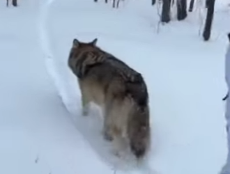 F3101008 A life lifted out of danger (Part 2)