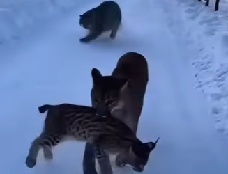 P1302002 Hero Snow Leopard Saves Lynx Cat Mother Cougar (Part 2)