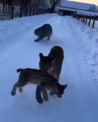 P1302002 Hero Snow Leopard Saves Lynx Cat Mother Cougar (Part 2)