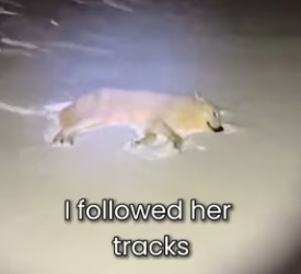 P1302004 Wolf Leave His Baby In My Doormat (Part 2)