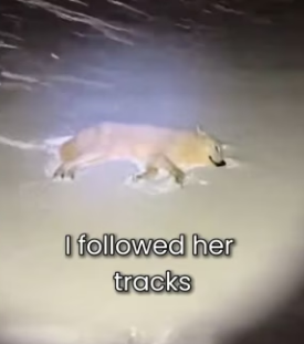 P1302004 Wolf Leave His Baby In My Doormat (Part 2)