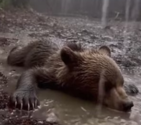 P1302003 Bear Cub Begging Help His Little Brother (Part 2)