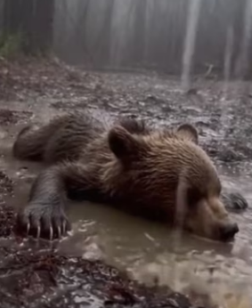 P1302003 Bear Cub Begging Help His Little Brother (Part 2)