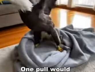 P1302016 Unbelievable ending (Part 2)