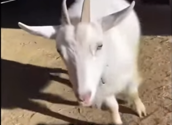 P1302008 Black wolf rescue (Part 2)