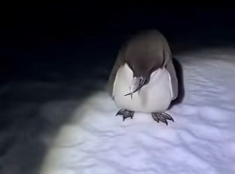 P1302007 Rescue penguin seal (Part 2)