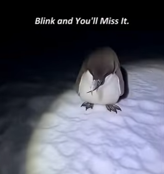 P1302007 Rescue penguin seal (Part 2)