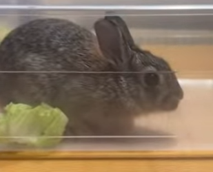 P1302006 Idk who louder bunny or my kids! (Part 2)