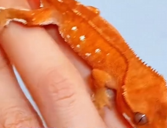 A1102012 Shocked,it will spit fire (Parte 2)