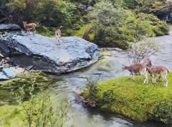 A1102011 blue sheep jumped over stream successfully (Parte 2)