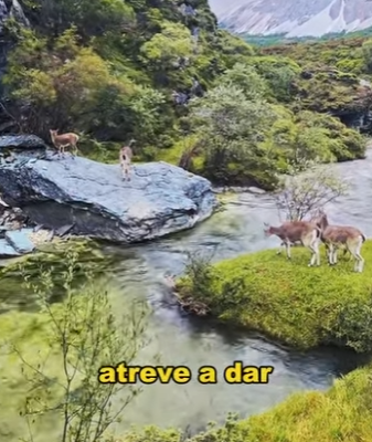 A1102011 blue sheep jumped over stream successfully (Parte 2)