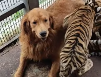 A1102009 They Were Born Enemies, But She Raised Them Like Her Own (Parte 2)