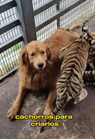 A1102009 They Were Born Enemies, But She Raised Them Like Her Own (Parte 2)