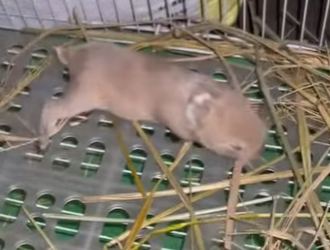 A1102003 Taylor encontró inesperadamente un conejo bebé abandonado en el patio (Parte 2)