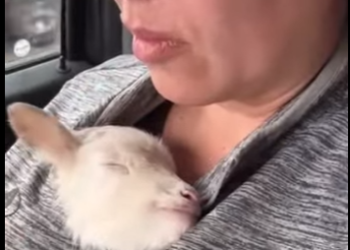 A1102006 Kevin su esposa rescataron un cordero abandonado, lo que les trajo (Parte 2)