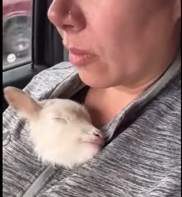 A1102006 Kevin su esposa rescataron un cordero abandonado, lo que les trajo (Parte 2)