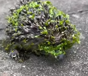 A1102005 Esto le pasó Mike mientras paseaba por el parque (Parte 2)