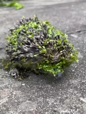 A1102005 Esto le pasó Mike mientras paseaba por el parque (Parte 2)