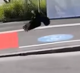 A1102001 Conejos rescatados (Parte 2)