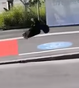 A1102001 Conejos rescatados (Parte 2)