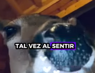 A1102007 Rescatar al ciervo (Parte 2)