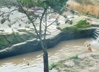 tiger was tricked by duck (Parte 2)