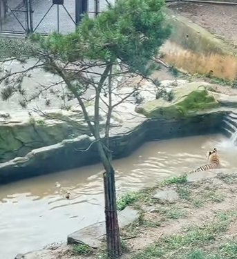 tiger was tricked by duck (Parte 2)