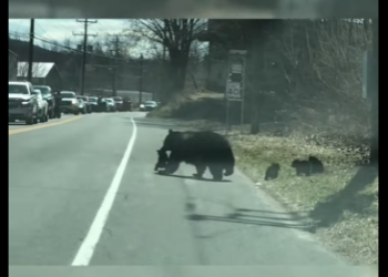 C0802010 Mother Bear Heartwarming Patience in Guiding Her Mischievous Cubs (Part 2)