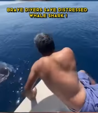 C0802011 Brave Divers Save Distressed Whale Shark (Part 2)