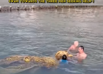 C0802012 sea turtle, dragging heavy fishing net, swam towards three (Part 2)