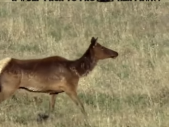 C0802009 Brave Elk Mother Outsmarting Wolf Pack to Protect Her Fawn! (Part 2)