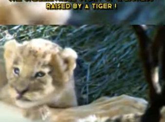 C0802007 Unbelievable Story of Lioness Raised by Tiger (Part 2)