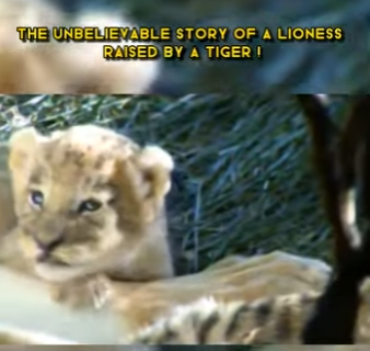 C0802007 Unbelievable Story of Lioness Raised by Tiger (Part 2)
