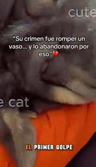 M1302008 Su crimen fue romper un vaso lo abandonaron por eso part2