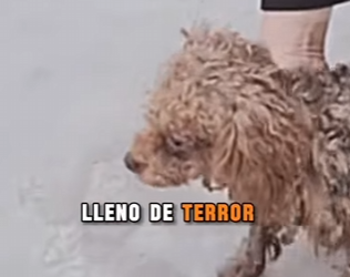 M1302002 Viví escondido como una rata hasta que conocí el amor (Parte 2)