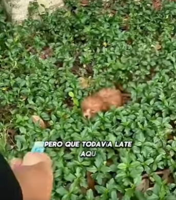 M1302012 Fuy solo un estorbo Por eso me dejaron en la carretera (Parte 2)