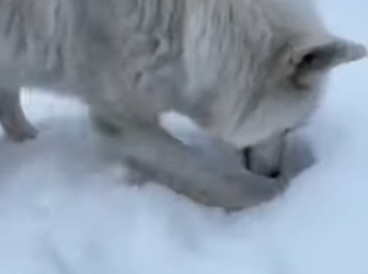 F3101011 This soul was never alone (Part 2)