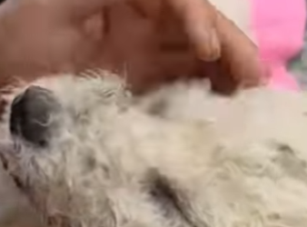 M1302001 Cayó al mundo solo para sufrir pero alguien nos salvó (Parte 2)