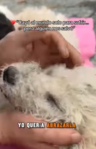 M1302001 Cayó al mundo solo para sufrir pero alguien nos salvó (Parte 2)