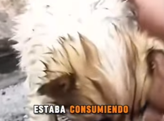 M1302005 Me sacaban patadas mientras solo pedía calor (Parte 2)