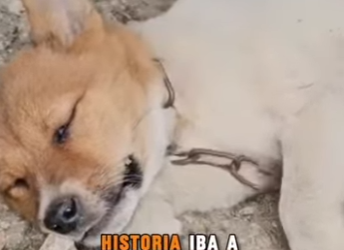 M1302006 Me dejaron encadenado en una tubería oscura nadie venía por mí (Parte 2)