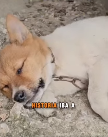 M1302006 Me dejaron encadenado en una tubería oscura nadie venía por mí (Parte 2)