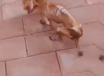 M1302009 Nunca conocí la suerte solo dolor hambre (Parte 2)