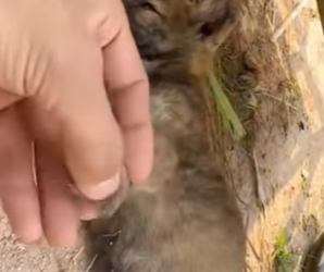 M1502004 Fui arrojado la carretera aún escucho el sonido del golpe (Parte 2)