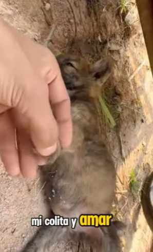 M1502004 Fui arrojado la carretera aún escucho el sonido del golpe (Parte 2)